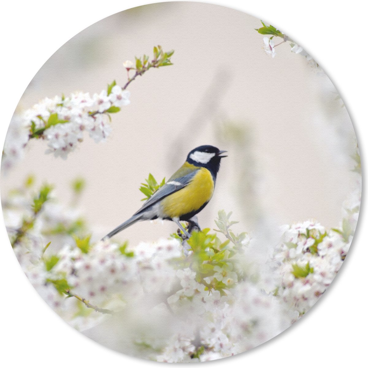 Muismat rond 40x40 cm - Mousepad Vogel - Koolmees - Bloemen - Bloesemboom - Ronde muismatten
