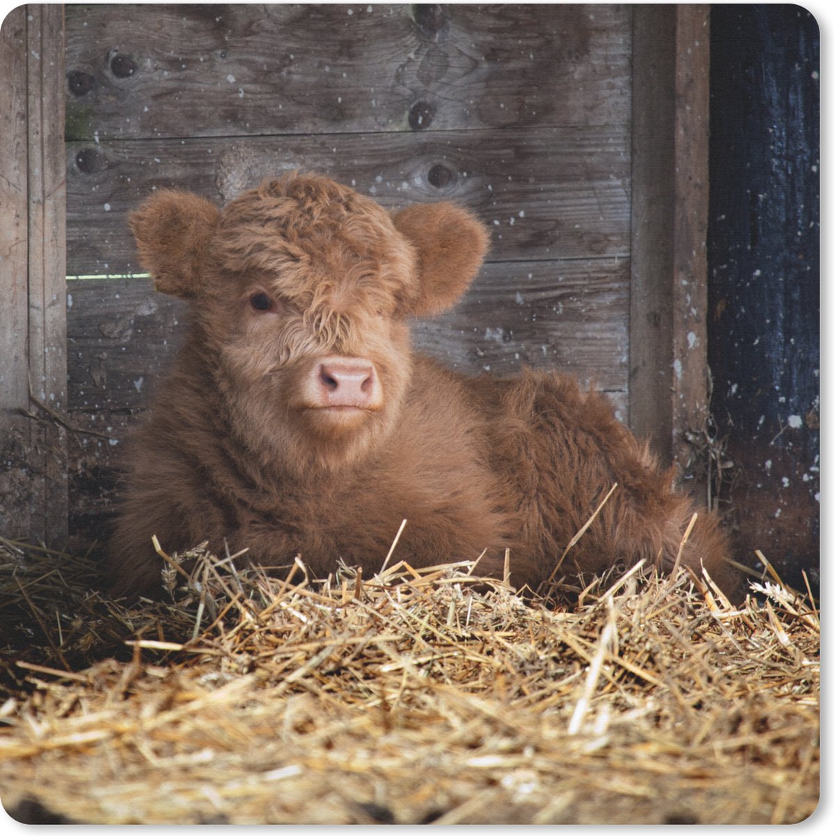 Muismat 30x30 cm - Mousepad Schotse hooglander - Boerderij - Stro - Muismatten