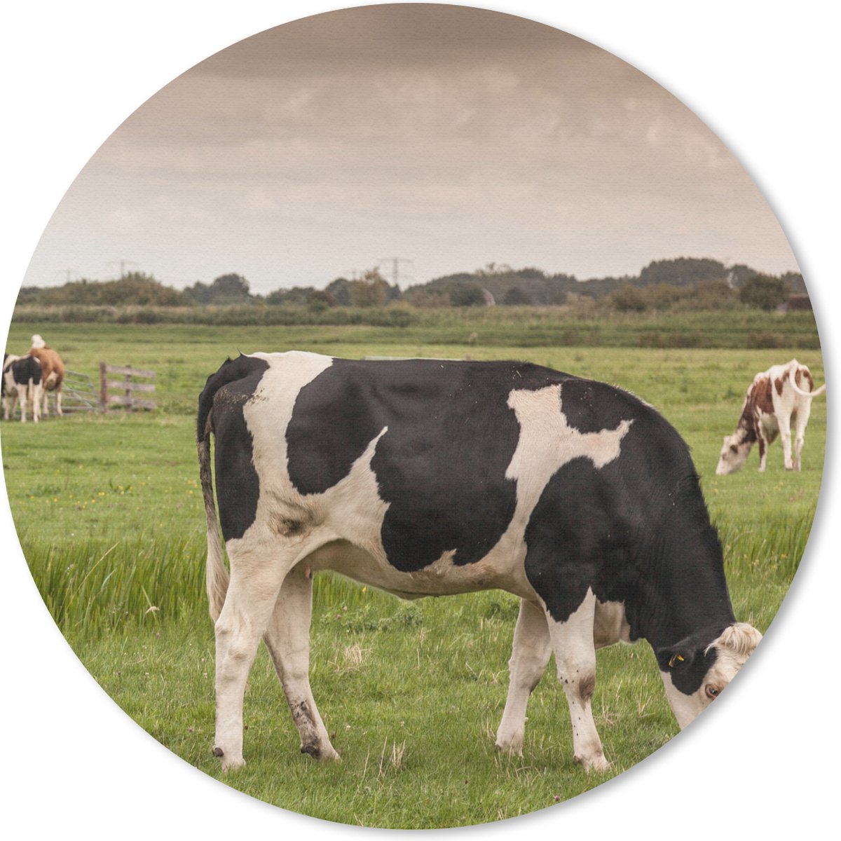 Muismat rond 40x40 cm - Mousepad Koeien - Molen - Nederland - Ronde muismatten