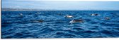 Dibond - Groep Dolfijnen Zwemmend bij het Wateroppervlak - 90x30 cm Foto op Aluminium (Wanddecoratie van metaal)