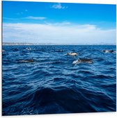 Dibond - Groep Dolfijnen Zwemmend bij het Wateroppervlak - 100x100 cm Foto op Aluminium (Wanddecoratie van metaal)