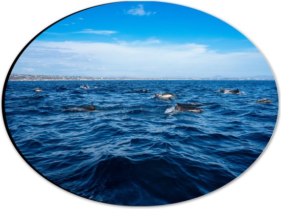 Dibond Ovaal - Groep Dolfijnen Zwemmend bij het Wateroppervlak - 28x21 cm Foto op Ovaal (Met Ophangsysteem)