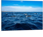Dibond - Groep Dolfijnen Zwemmend bij het Wateroppervlak - 100x75 cm Foto op Aluminium (Wanddecoratie van metaal)