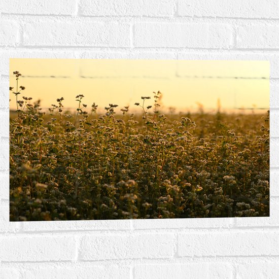 WallClassics - Muursticker Cirkel - Sprinkhaan in het Gras - 100x100 cm Foto op