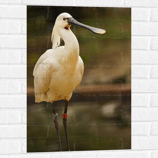 Muursticker - Grote Witte Lepelaar Vogel met Lange Zwarte Snavel - 50x75 cm Foto op Muursticker