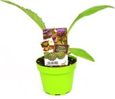 Artisjok - Cynara scolymus - 2 planten - groene pot (Ø13cm)