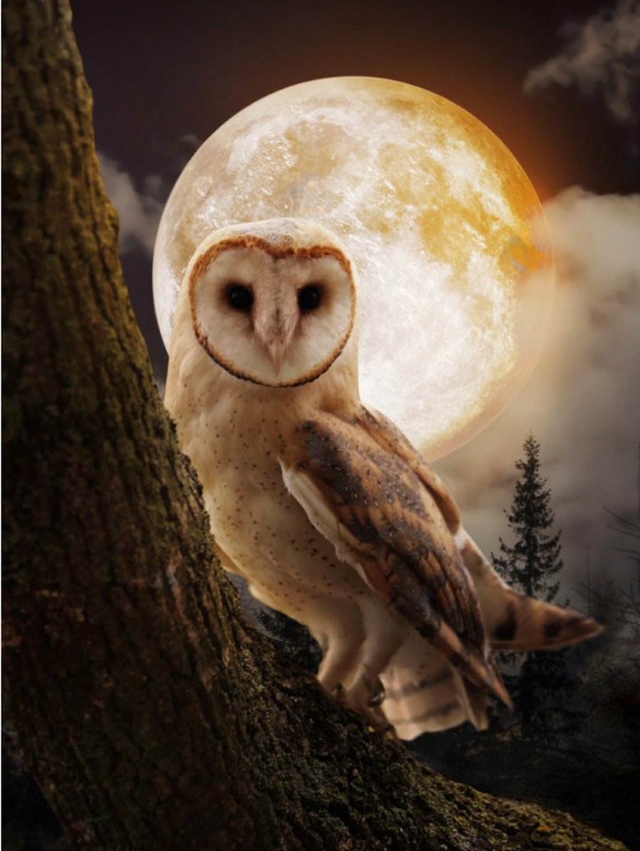 Diamond Painting pakket Mysterious Owl 30 x 40 cm