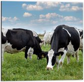 Dibond - Kudde Koeien met Zwarte en Witte Vlekken - 50x50 cm Foto op Aluminium (Met Ophangsysteem)
