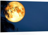 PVC Schuimplaat- Maan met Oranje Gloed achter Silhouet van Hoge Boom - 105x70 cm Foto op PVC Schuimplaat