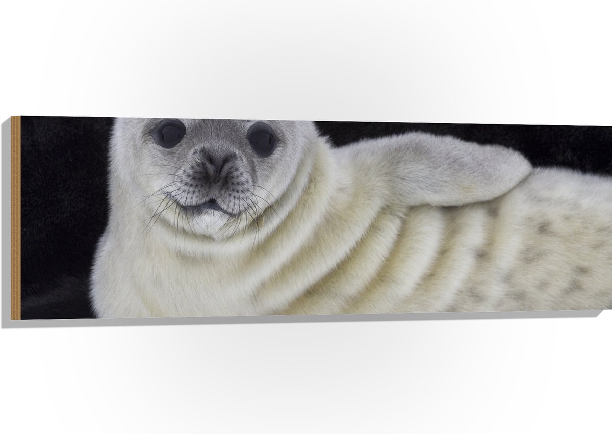 Hout - Liggende Poserende Baby Zeehond - 120x40 cm - 9 mm dik - Foto op Hout (Met Ophangsysteem)