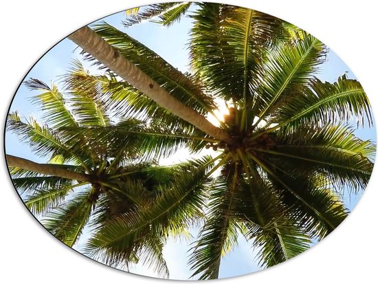 Dibond Ovaal - Onderaanzicht van de Hoge Smalle Palmbomen onder Schapenwolken - 68x51 cm Foto op Ovaal (Met Ophangsysteem)