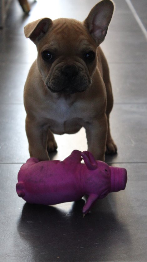 Duvoplus - Speelgoed Voor Dieren - Hond - Latex Knorrend Varken 15cm Roze - 1st - Duvo