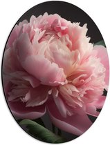 Dibond Ovaal - Roze Roos - 30x40 cm Foto op Ovaal (Met Ophangsysteem)