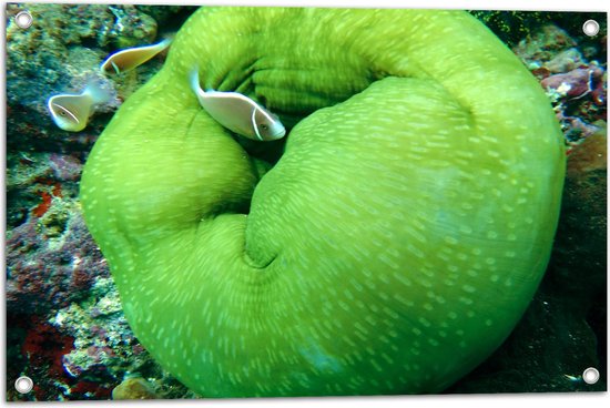 Tuinposter – Onderwaterleven - Oceaan - Zee - Dieren - Vissen - Koraal - 75x50 cm Foto op Tuinposter (wanddecoratie voor buiten en binnen)