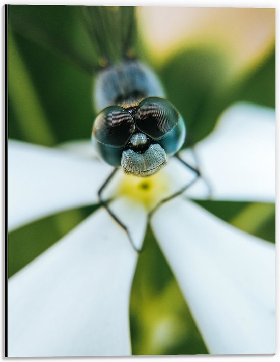 Dibond - Dier - Insect - Libelle - Natuur - Bloem - 30x40 cm Foto op Aluminium (Met Ophangsysteem)