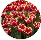 PVC Schuimplaat Muurcirkel - Rood Tulpenveld in Nederland - 60x60 cm Foto op Muurcirkel (met ophangsysteem)