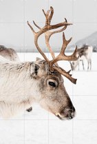 IXXI Reindeer in Norway - Wanddecoratie - Abstract - 80 x 120 cm