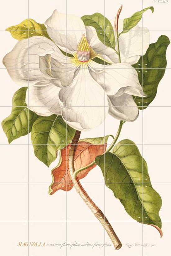 IXXI Magnolia - Wanddecoratie - Bloemen en Planten - 100 x 140 cm
