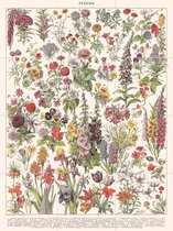 IXXI Fleurs Larousse print - Wanddecoratie - Bloemen en Planten - 60 x 80 cm