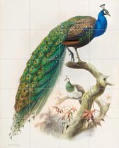 IXXI Peacock - Wanddecoratie - Dieren en insecten - 80 x 100 cm