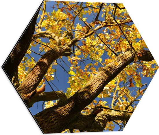 Dibond Hexagon - Boom - Herfst - Bladeren - Takken - 50x43.5 cm Foto op Hexagon (Met Ophangsysteem)