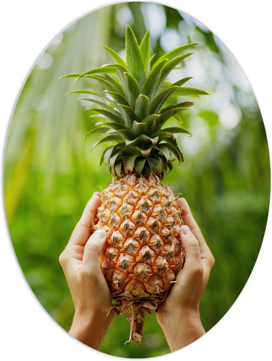 PVC Schuimplaat Ovaal - Verse tropische Ananas in Mensenhanden - 60x80 cm Foto op Ovaal (Met Ophangsysteem)