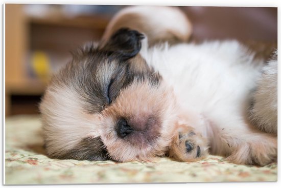 PVC Schuimplaat - Slapende Shi Tzu Puppy op Kleed in de Woonkamer - 60x40 cm Foto op PVC Schuimplaat (Met Ophangsysteem)