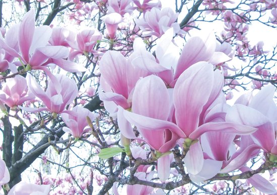 Fotobehang Vlies | Bloemen, Magnolia | Roze | 368x254cm (bxh)