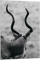 Tuinposter – Achteraanzicht van Antilope (Zwart-wit) - 80x120 cm Foto op Tuinposter (wanddecoratie voor buiten en binnen)