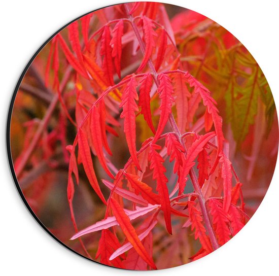 Dibond Muurcirkel - Planten - Bladeren - Rood - Natuur - 20x20 cm Foto op Aluminium Muurcirkel (met ophangsysteem)