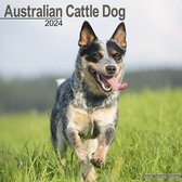 Australian Cattle Dog Kalender 2024