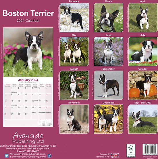 Boston Terrier Kalender 2024