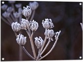 Tuinposter – Planten - Vorst - IJs - 80x60 cm Foto op Tuinposter (wanddecoratie voor buiten en binnen)