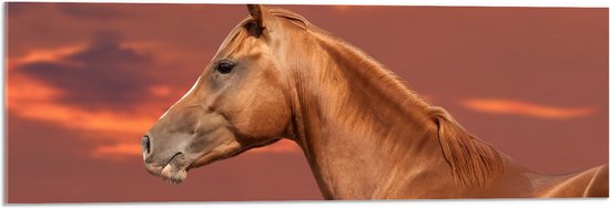 Acrylglas - Zijaanzicht van Glanzend Bruin Paard onder Oranje Gloed in de Lucht - 90x30 cm Foto op Acrylglas (Wanddecoratie op Acrylaat)