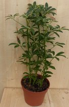Schefflera Vingersboom Bont 60 cm
