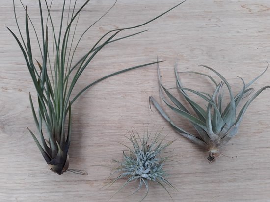 Tillandsia Mix de 3 Tillandsia - Plantes d'ambiance dans une