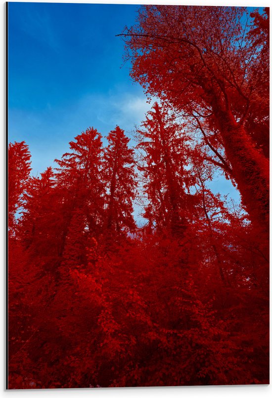 Dibond - Onderaanzicht - Bomen - Rood - Lucht - 40x60 cm Foto op Aluminium (Met Ophangsysteem)