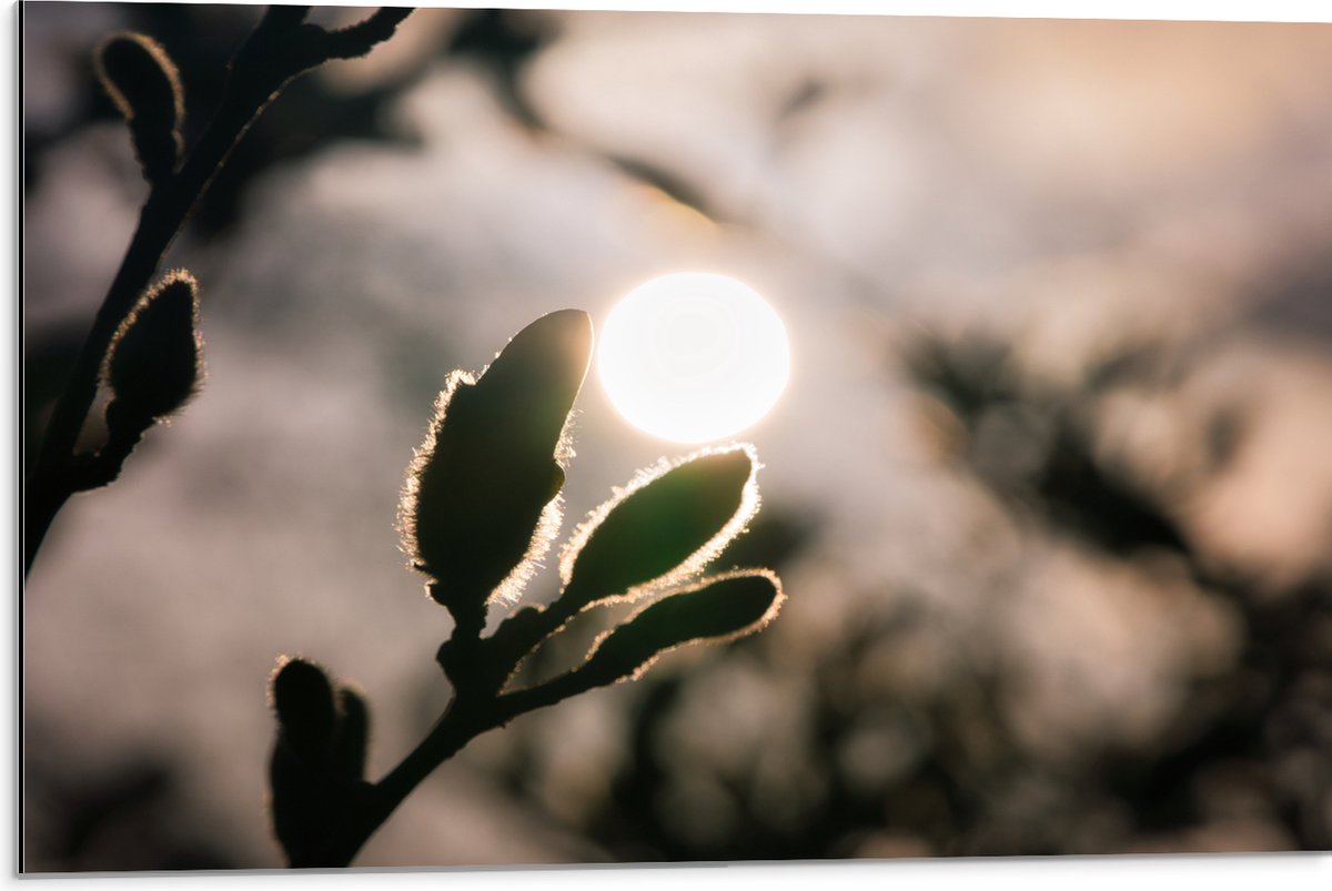 Dibond - Zon achter Wilgentakken - 75x50 cm Foto op Aluminium (Wanddecoratie van metaal)