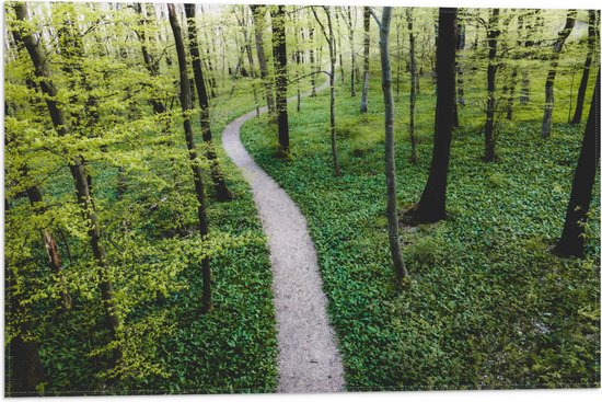Vlag - Pad - Planten - Bomen - Bossen - Groen - 60x40 cm Foto op Polyester Vlag