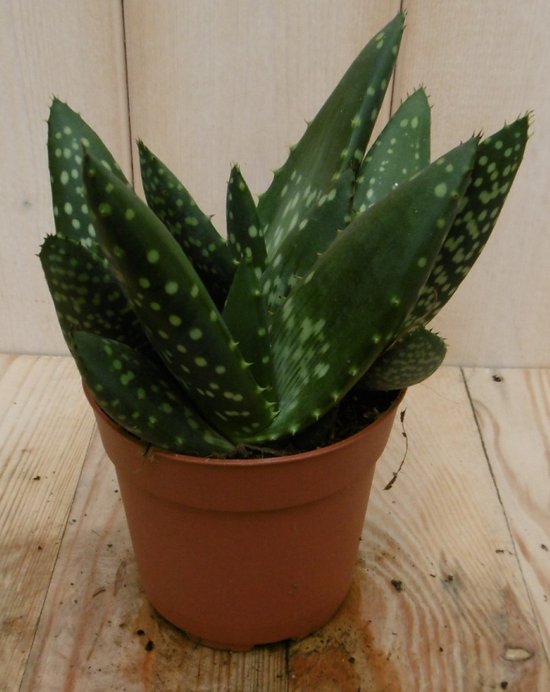 Aloë paradisicum