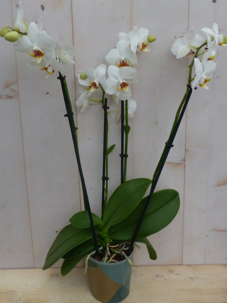 Decoratief Beeld - Kamerplant Vlinderorchidee Phalaenopsis Takken - Kunststof - Warentuin Natuurlijk - Groen
