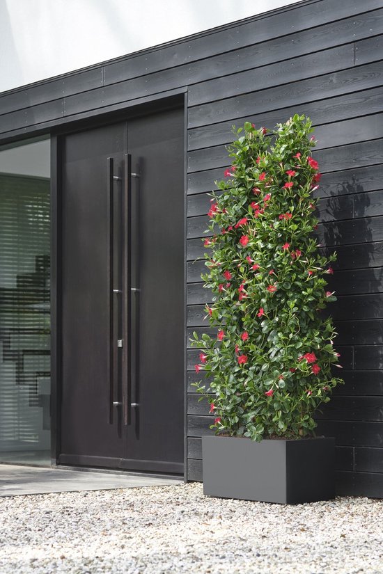 Zwarte vierkante plantenbak met bloeiende rode plant bij een moderne zwarte deur.
