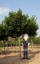 Groene bol esdoorn volgroeid Acer pl. Globosum h 315 cm st. omtrek...