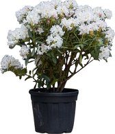 Rhododendron Cunninghams White Rhododendron Cunningham s White 85 cm