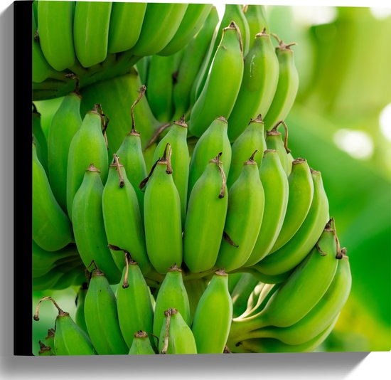 Canvas - Trossen Groene Bananen aan Bananenboom - 40x40 cm Foto op Canvas Schilderij (Wanddecoratie op Canvas)