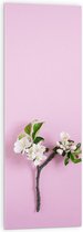 Acrylglas - Tak met Witte Bloemen en Groene Bladeren tegen Roze Achtergrond - 40x120 cm Foto op Acrylglas (Met Ophangsysteem)
