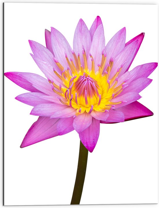 Dibond - Tekening van Roze Lotus Bloem tegen Witte Achtergrond - 60x80 cm Foto op Aluminium (Wanddecoratie van metaal)