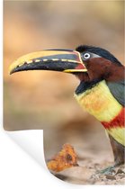 Stickers muraux - Film autocollant - Vogel - Toucan - Ressorts - Nature - 80x120 cm - Film adhésif - Stickers muraux Chambre d'enfant - Papier peint autocollant