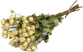 Droogbloemen rozen vertakt natuurlijk wit - 1 bundel
