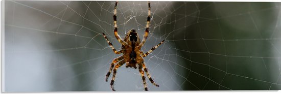 Acrylglas - Spin in het midden van een spinnenweb - 60x20 cm Foto op Acrylglas (Wanddecoratie op Acrylaat)